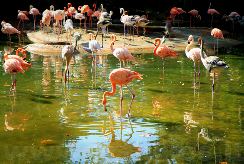 flamingai