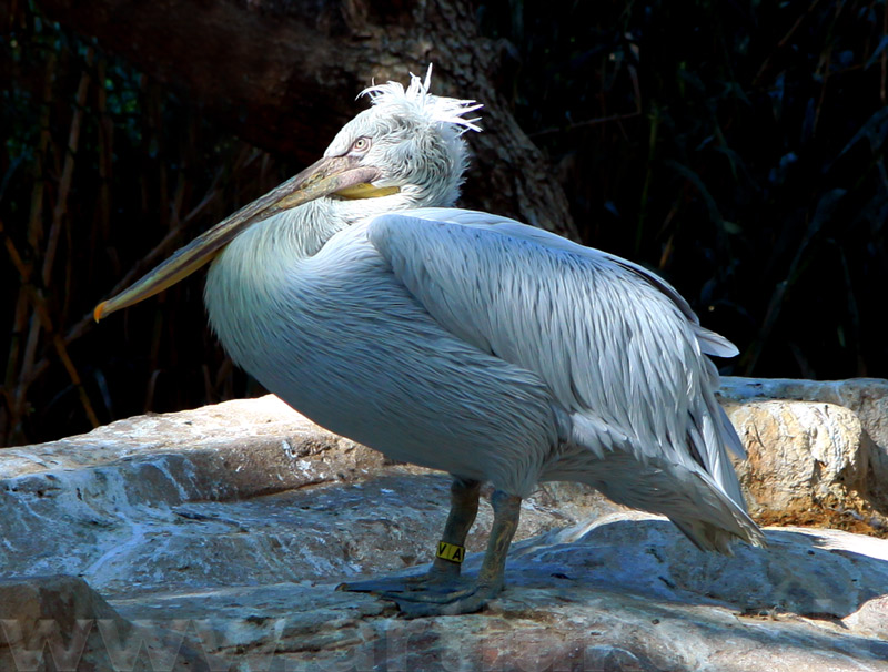 pelikanas
